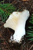 Hygrophorus subalpinus image