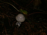 Cortinarius alboviolaceus image