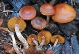Crassisporium funariophilum image