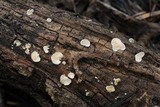 Cheimonophyllum candidissimum image