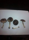 Agaricus rotalis image