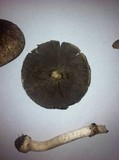 Agaricus rotalis image