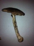 Agaricus rotalis image