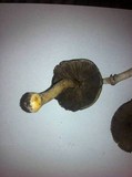 Agaricus rotalis image