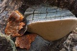 Phellinus igniarius image