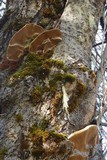 Phellinus igniarius image
