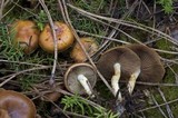 Pholiota highlandensis image