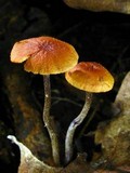 Rhizomarasmius pyrrhocephalus image