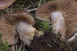 Cortinarius flavobasilis image