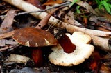 Gyroporus mcnabbii image