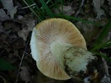 Russula maculata image
