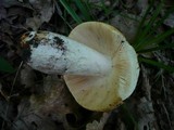 Russula maculata image
