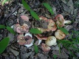 Russula maculata image