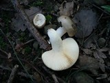 Russula medullata image