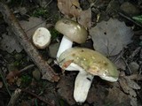 Russula medullata image