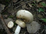 Russula medullata image
