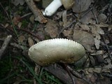 Russula medullata image