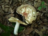 Russula olivacea image