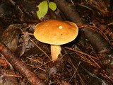 Leccinum subglabripes image