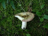 Russula atropurpurea image