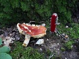 Russula rubroalba image