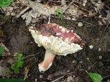 Russula rubroalba image