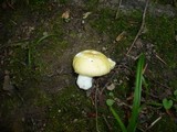 Russula solaris image