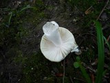 Russula solaris image