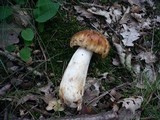 Russula subfoetens image