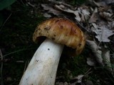 Russula subfoetens image