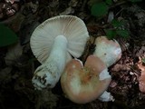 Russula velutipes image
