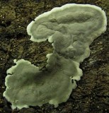 Kretzschmaria deusta image