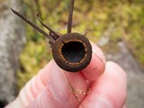 Plectania melastoma image