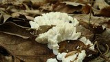 Tremellodendron pallidum image