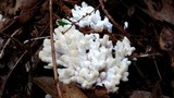 Tremellodendron pallidum image