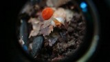Marasmius sullivantii image