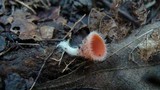Microstoma floccosum image