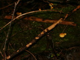 Gymnopilus penetrans image
