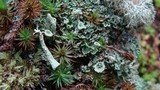 Cladonia pleurota image