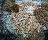 Lecanora muralis image