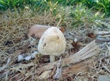 Coprinellus flocculosus image