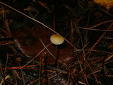 Mycena subcaerulea image
