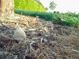 Coprinellus flocculosus image