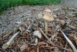 Coprinellus flocculosus image