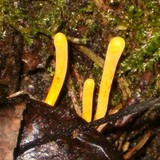 Clavulinopsis laeticolor image