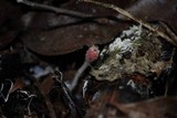 Microstoma floccosum image