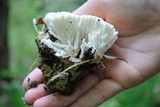 Tremellodendron pallidum image