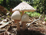 Leucoagaricus americanus image