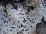 Disciotis venosa image