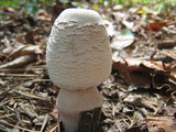Leucoagaricus americanus image